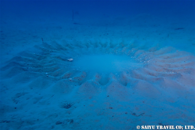 The White-Spotted Pufferfish Circle Formation（Amami Oshima）